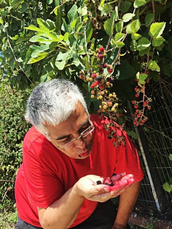 ללקט פטל בר - ידיים מוכתמות, פטל קדוש ללקט פטל בר - ידיים מוכתמות, פטל קדוש