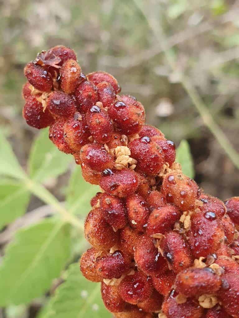 אוג הבורסקאים - סומאק אוג הבורסקאים - סומאק