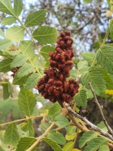 סומאק - אוג הבורסקאים סומאק - אוג הבורסקאים