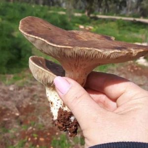 סדנת ליקוט ובישול צמחי בר ופטריות – גלבוע
