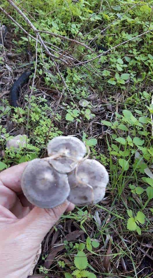 דפוניות - ליקוט פטריות דפוניות - ליקוט פטריות