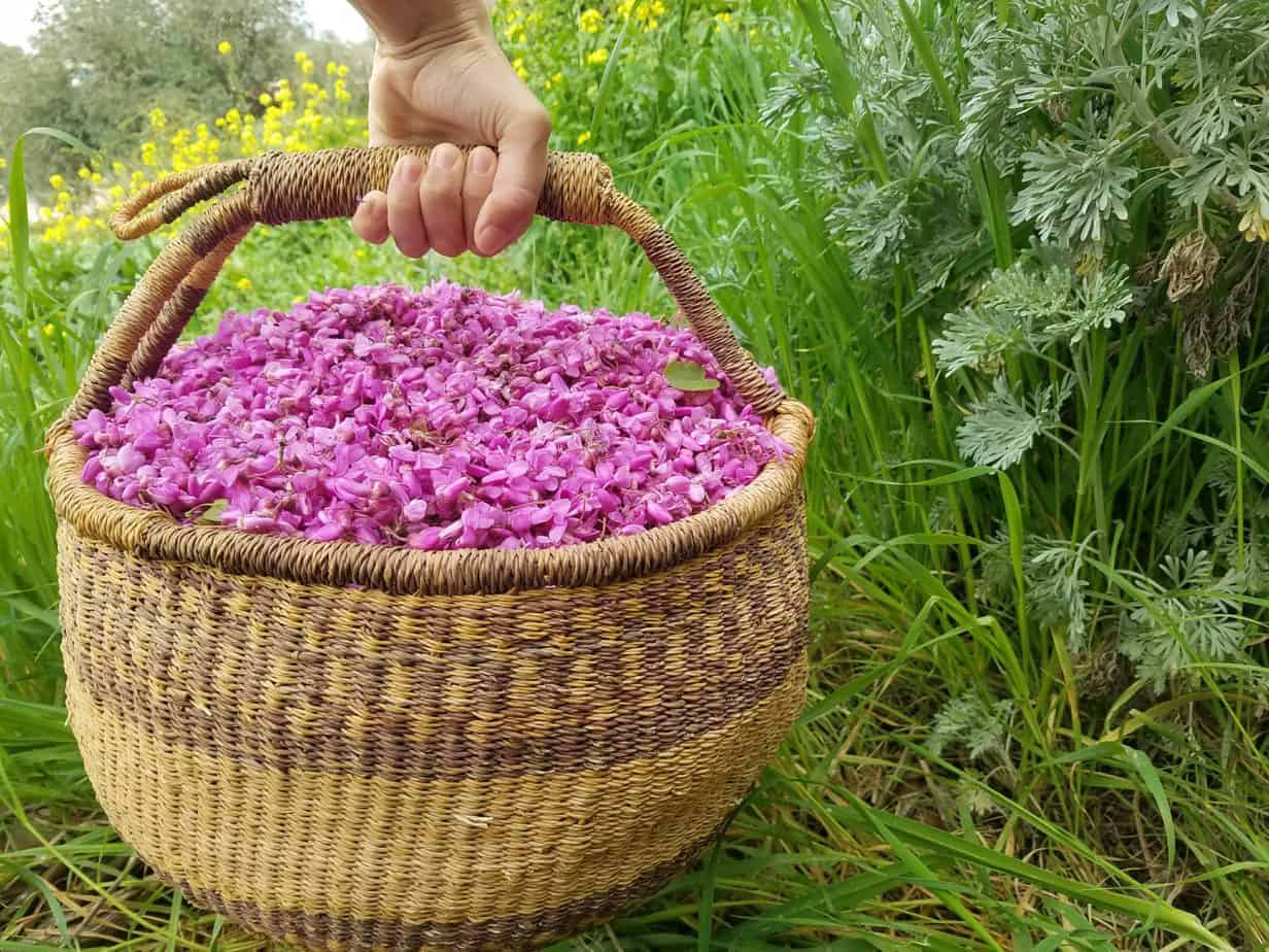 סדנת עומק, קורס ליקוט ובישול טעמי בר - לרוץ בשדות - מפגש פרחים אביבי - כרמל