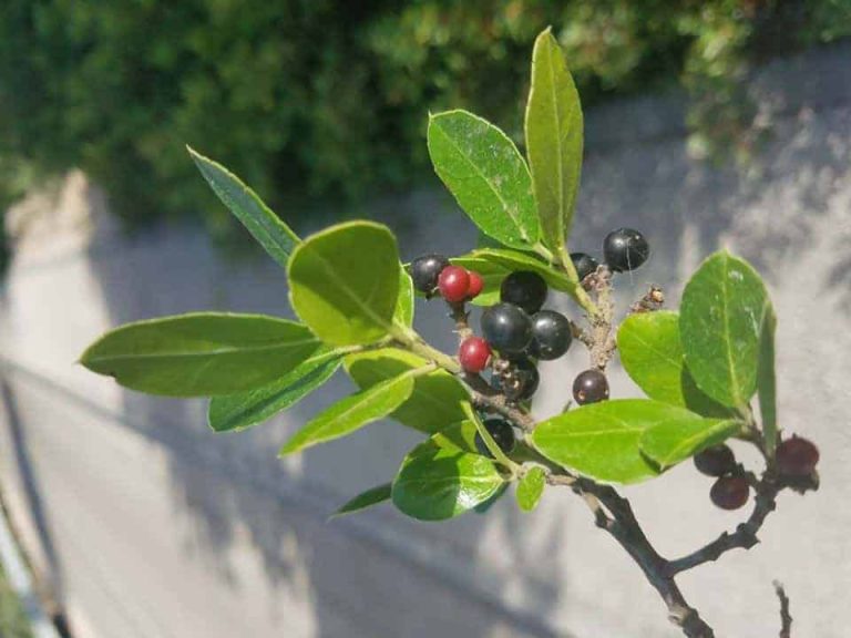 אשחר רחב עלים, טעם של גוג'י ברי