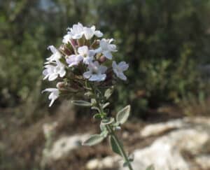 זוטה לבנה, צמח מרפא, עשב התה, צמח תה, צמח תה הררי, תה מכייח, ליקוט זה בטבע שלי,