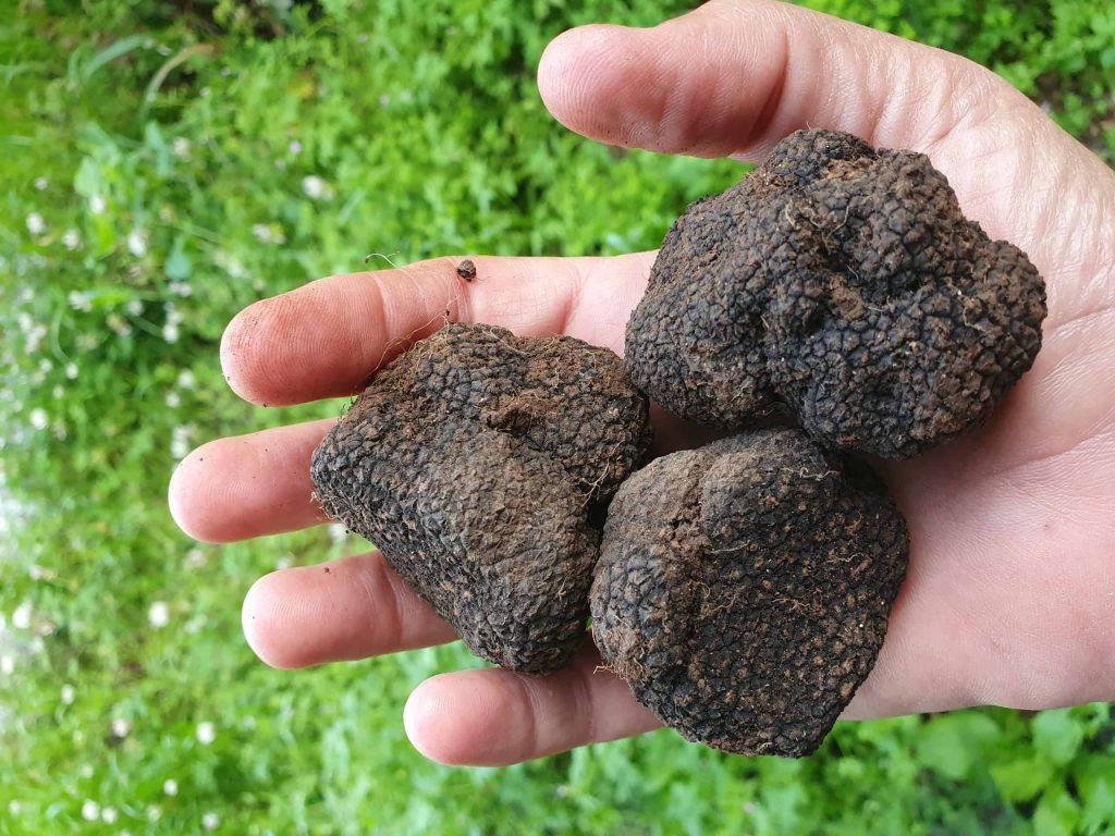 כמהין, כמהין בארץ, כמהה קייצית, הרפתקה עם כמהין, חמאת כמהין, אוצר במשעולי היער, ליקוט זה בטבע שלי