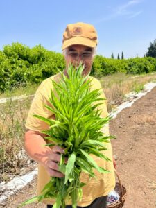 קייצת, קייצת מסולסלת, קייצת קנדית, צמח תבלין, צמח פיקנטי, צמח בר חריף