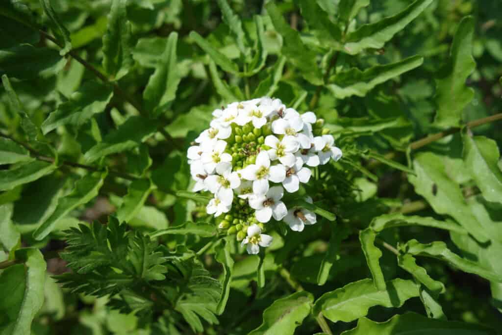 גרגיר נחלים, מלך המצליבים, כוח גברא, סלסה פראית, ג'רג'יר, ליקוט